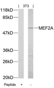Western blot analysis of extracts from 3T3 cells using MEF2A(Ab-312) Antibody and the same antibody preincubated with blocking peptide.