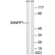 Western blot analysis of extracts from 293 cells, using MINPP1 antibody.