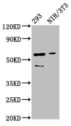 Western Blot Positive WB detected in: 293 whole cell lysate, NIH/3T3 whole cell lysate All lanes: RELA antibody at 3µg/ml Secondary Goat polyclonal to rabbit IgG at 1/50000 dilution Predicted band size: 61, 59, 60 kDa Observed band size: 61 kDa