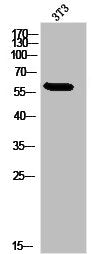 Western Blot analysis of 3T3 cells using Saposin Polyclonal Antibody