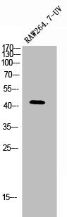 Western Blot analysis of RAW264.7 UV 5' cells using Presenilin 1 Polyclonal Antibody