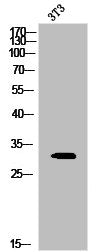 Western Blot analysis of 3T3 cells using Phospho-20S Proteasome α3 (S250) Polyclonal Antibody