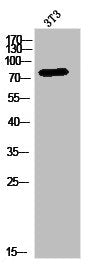 Western Blot analysis of 3T3 cells using MDM1 Polyclonal Antibody