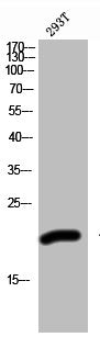 Western Blot analysis of 293T cells using ZNF695 Polyclonal Antibody