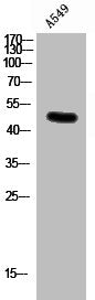 Western Blot analysis of A549 cells using Connexin 47 Polyclonal Antibody
