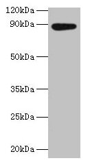 Western blot All lanes: AFG3L2 antibody at 2µg/ml + EC109 whole cell lysate Secondary Goat polyclonal to rabbit IgG at 1/15000 dilution Predicted band size: 89 kDa Observed band size: 89 kDa
