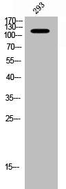 Western Blot analysis of 293 cells using Phospho-FAK (Y397) Polyclonal Antibody