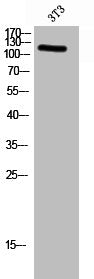 Western Blot analysis of 3T3 cells using Phospho-FAK (Y576) Polyclonal Antibody
