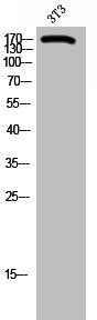 Western Blot analysis of 3T3 cells using BAF250b Polyclonal Antibody