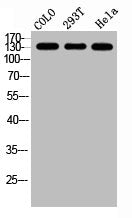Western Blot analysis of COLO 293T HELA cells using GPR158 Polyclonal Antibody