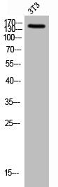 Western Blot analysis of 3T3 cells using NEDL2 Polyclonal Antibody