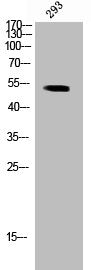 Western Blot analysis of 293 cells using Phospho-Brk (Y447) Polyclonal Antibody