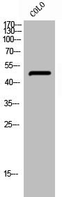 Western Blot analysis of COLO cells using Phospho-PTP1B (S50) Polyclonal Antibody
