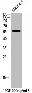 Western Blot analysis of RAW264.7+EGF cells using Phospho-SH-PTP1 (Y536) Polyclonal Antibody