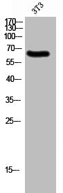 Western Blot analysis of 3T3 cells using SH-PTP1 Polyclonal Antibody