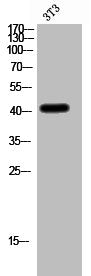 Western Blot analysis of 3T3 cells using IGSF4B Polyclonal Antibody