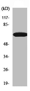 Western Blot analysis of HeLa cells using Paxillin Polyclonal Antibody