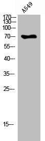 Western Blot analysis of A549 cells using Peroxin 5 Polyclonal Antibody