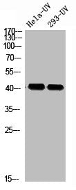 Western blot analysis of HELA-UV 293T-UV using p-Rad51 (T309) antibody.
