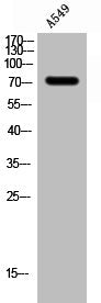 Western Blot analysis of A549 cells using Phospho-Raf-1 (S301) Polyclonal Antibody