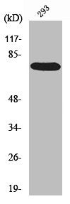 Western Blot analysis of 293 cells using Raf-1 Polyclonal Antibody