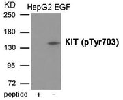Western blot analysis of extracts from HepG2 cells treated with EGF using KIT (Phospho-Tyr703) Antibody .The lane on the left is treated with the antigen-specific peptide.