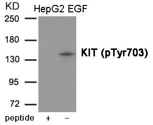 Western blot analysis of extracts from HepG2 cells treated with EGF using KIT (Phospho-Tyr703) Antibody .The lane on the left is treated with the antigen-specific peptide.