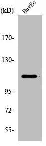Western Blot analysis of HuvEc cells using Rb Polyclonal Antibody