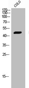 Western Blot analysis of COLO cells using Histamine H4 Receptor Polyclonal Antibody
