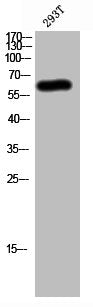 Western Blot analysis of 293T cells using SENP2 Polyclonal Antibody
