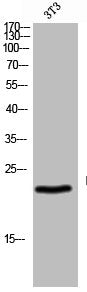 Western Blot analysis of 3T3 cells using Recoverin Polyclonal Antibody