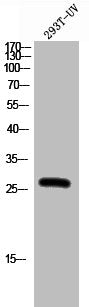 Western Blot analysis of 293T-UV cells using Phospho-Bcl-2 (S87) Polyclonal Antibody