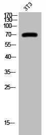 Western Blot analysis of 3T3 cells using Phospho-c-Rel (S503) Polyclonal Antibody