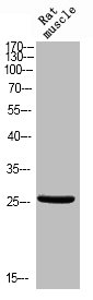 Western blot analysis of RAT-MUSLE using Phospho-Bcl-x (T47) antibody.