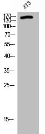 Western Blot analysis of 3T3 cells using RGS12 Polyclonal Antibody