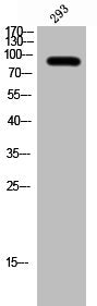 Western Blot analysis of 293 cells using Bcl-6 Polyclonal Antibody
