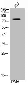 Western Blot analysis of 293 cells using Phospho-Rsk-1 (S380) Polyclonal Antibody