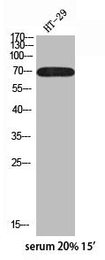 Western blot analysis of HT-29 serum 20% 15' using p-p70 S6 kinase α (S418) antibody.