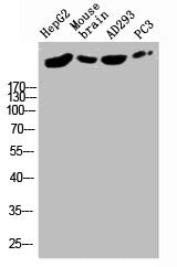 Western Blot analysis of HepG2-UV MOUSE-BRAIN AD293 PC-3 cells using RyR-2 Polyclonal Antibody
