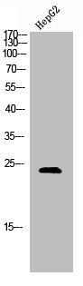 Western Blot analysis of HepG2 cells using Syndecan-4 Polyclonal Antibody