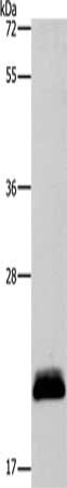 Gel: 12%SDS-PAGE, Lysate: 40 ug, Lane: PC3 cells, Primary antibody: CSB-PA040415(APOBEC3C Antibody) at dilution 1/350, Secondary antibody: Goat anti rabbit IgG at 1/8000 dilution, Exposure time: 1 minute