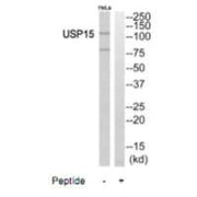Western blot analysis of extracts from HeLa cells, using USP15 antibody.