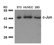 Western blot analysis of extracts from 3T3, HUVEC and 293 cells using c-Jun(Ab-73) Antibody.