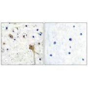 Immunohistochemical analysis of paraffin-embedded human brain tissue using SH-PTP2 antibody.