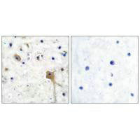 Immunohistochemical analysis of paraffin-embedded human brain tissue using SH-PTP2 antibody.