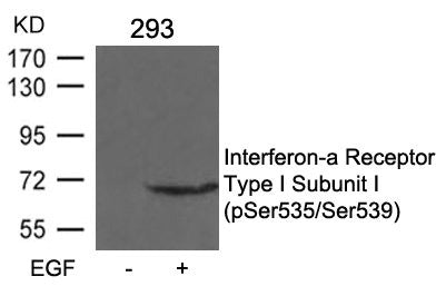 Western blot analysis of extracts from 293 cells untreated or treated with EGF using Interferon-a Receptor Type I Subunit I (phospho-Ser535/Ser539) Antibody.