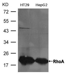 Western blot analysis of extracts from HT29 and HepG2 cells using RhoA Antibody.