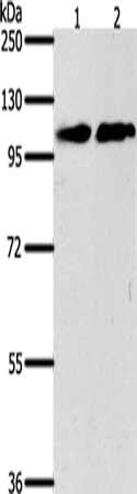 Gel: 8%SDS-PAGE, Lysate: 40 ug, Lane 1-2: NIH/3T3 cells, Jurkat cells, Primary antibody: CSB-PA042330(NFATC4 Antibody) at dilution 1/400, Secondary antibody: Goat anti rabbit IgG at 1/8000 dilution, Exposure time: 5 seconds