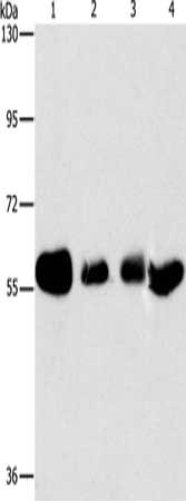 Gel: 10%SDS-PAGE, Lysate: 40 ug, Lane 1-4: Hela cells, MCF7 cells, A549 cells, Lovo cells, Primary antibody: CSB-PA042409(API5 Antibody) at dilution 1/500, Secondary antibody: Goat anti rabbit IgG at 1/8000 dilution, Exposure time: 1 minute