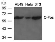 Western blot analysis of extracts from A549, Hela and 3T3 cells using C-Fos Antibody.